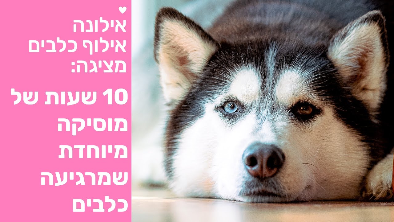 מוזיקה מרגיעה לכלבים - איך מרגיעים כלב? 10 שעות של מוזיקה מיוחדת שמפחיתה סטרס, חרדת נטישה, פחד