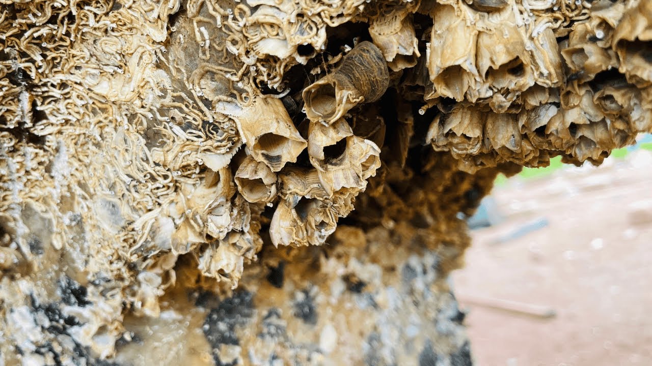 Barnacles Removal Satisfying Asmr - Asmr No Talking #102
