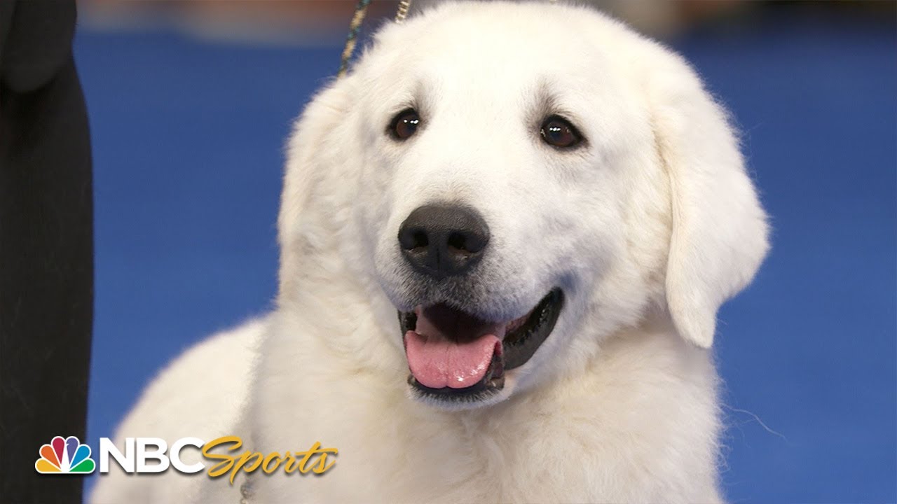 National Dog Show 2021: Best in Show (Full Judging) | NBC Sports