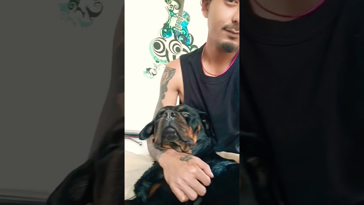 CUTIE PIE BAE GURL TAKING NAP 😍|#rottweiller#pet#dog#youtubeshorts #viralvideo#viralshort#trending