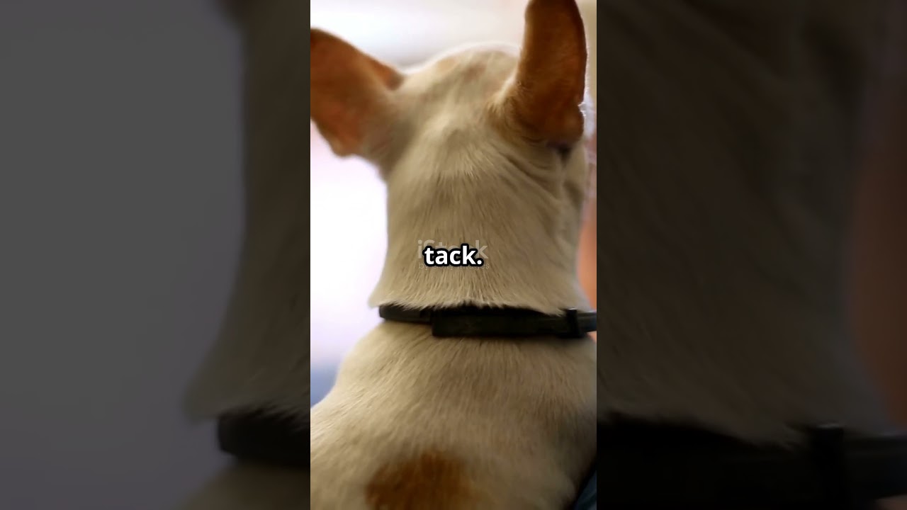 Why Dogs Are So Good at Sensing Danger