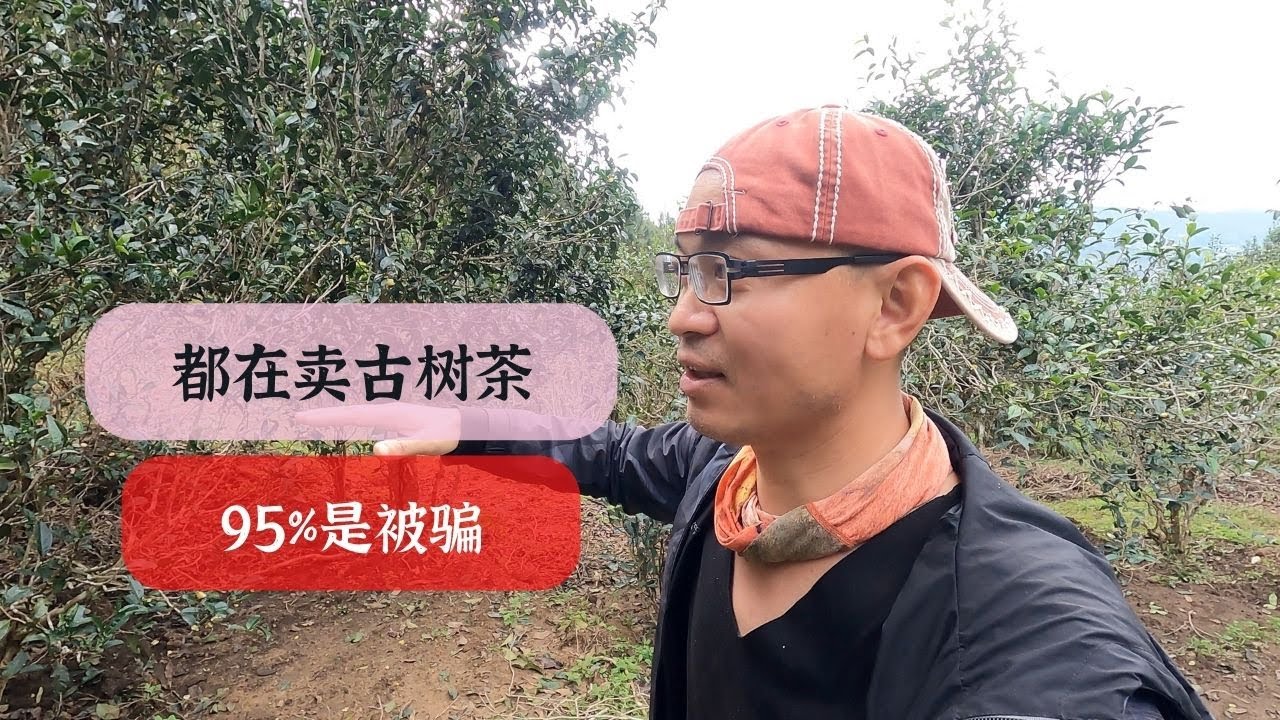 【饼子-中国云南古树普洱茶寻记】云南古树普洱茶资源只占比5%，现在全网都在卖古树茶，那意味着有95%是被骗？还好，你可以认识我