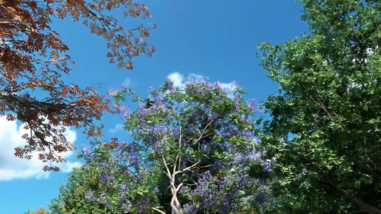 More Trees
