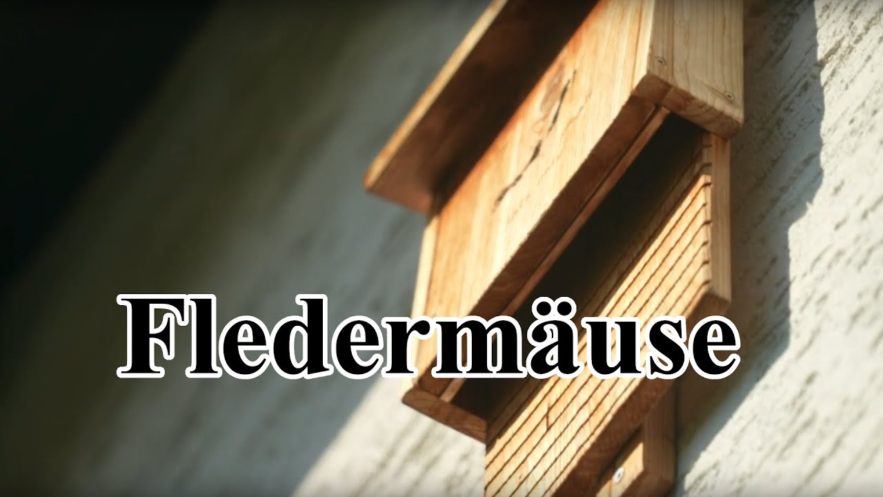 Wohnen hier Fledermäuse ?