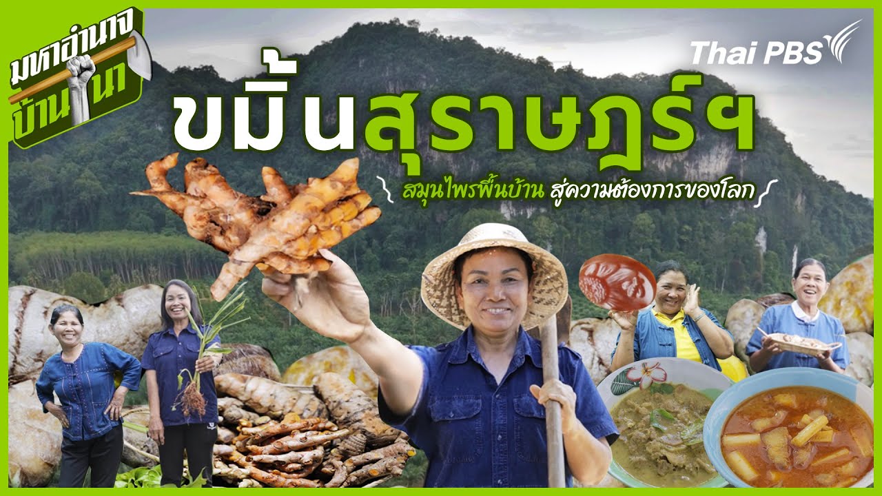ขมิ้นสุราษฎร์ฯ สมุนไพรพื้นบ้าน สู่ความต้องการของโลก | มหาอำนาจบ้านนา