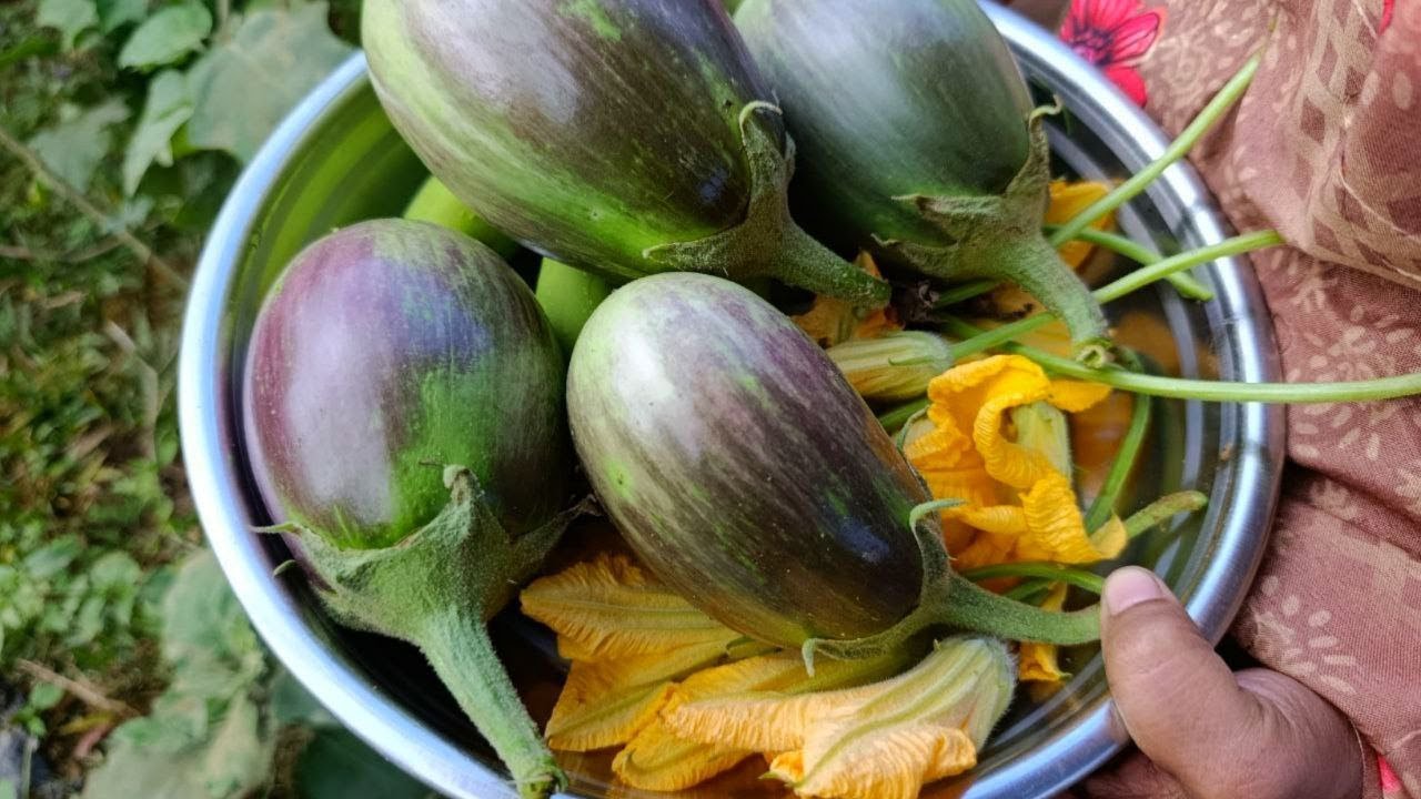 পাহাড়ি খেতের কুমড়ার ফুল দিয়ে পরিবারের সবাইকে নিয়ে মুখরোচক বড়া বানিয়ে খেলাম || Jhorna Chowdhury