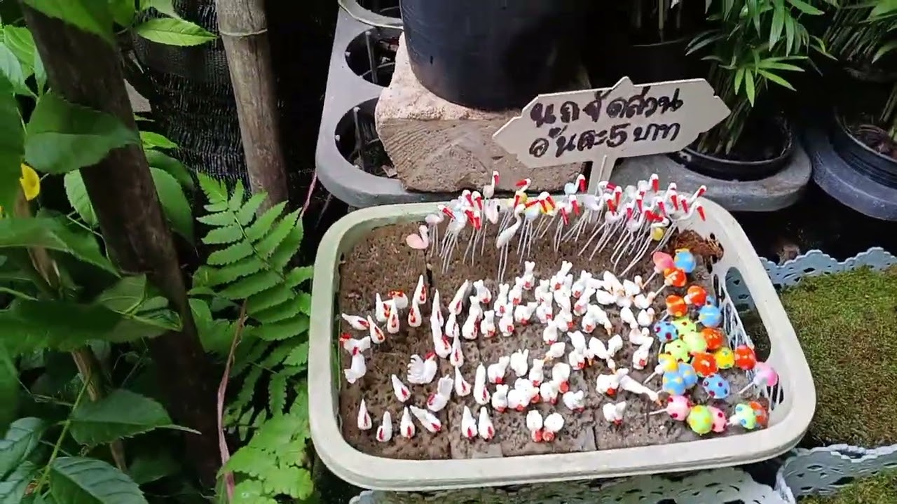 Kalp şeklinde kaktüs