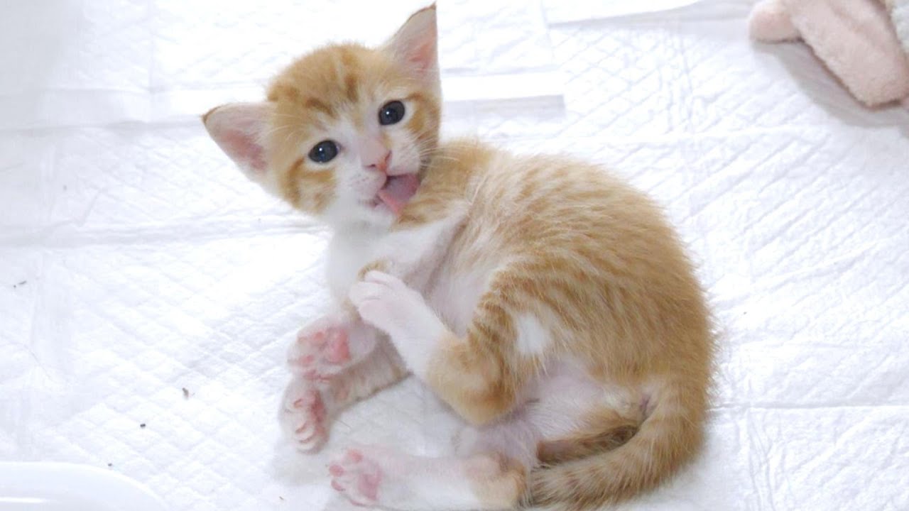 届いてないよ💦毛繕いが下手な子猫がかわいすぎる【赤ちゃん猫　保護猫】
