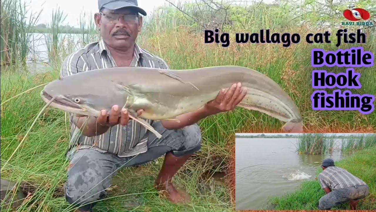 Big monster walago attu cat fish hunting | amazing Big patan fish | trap Big valuga fish catching |