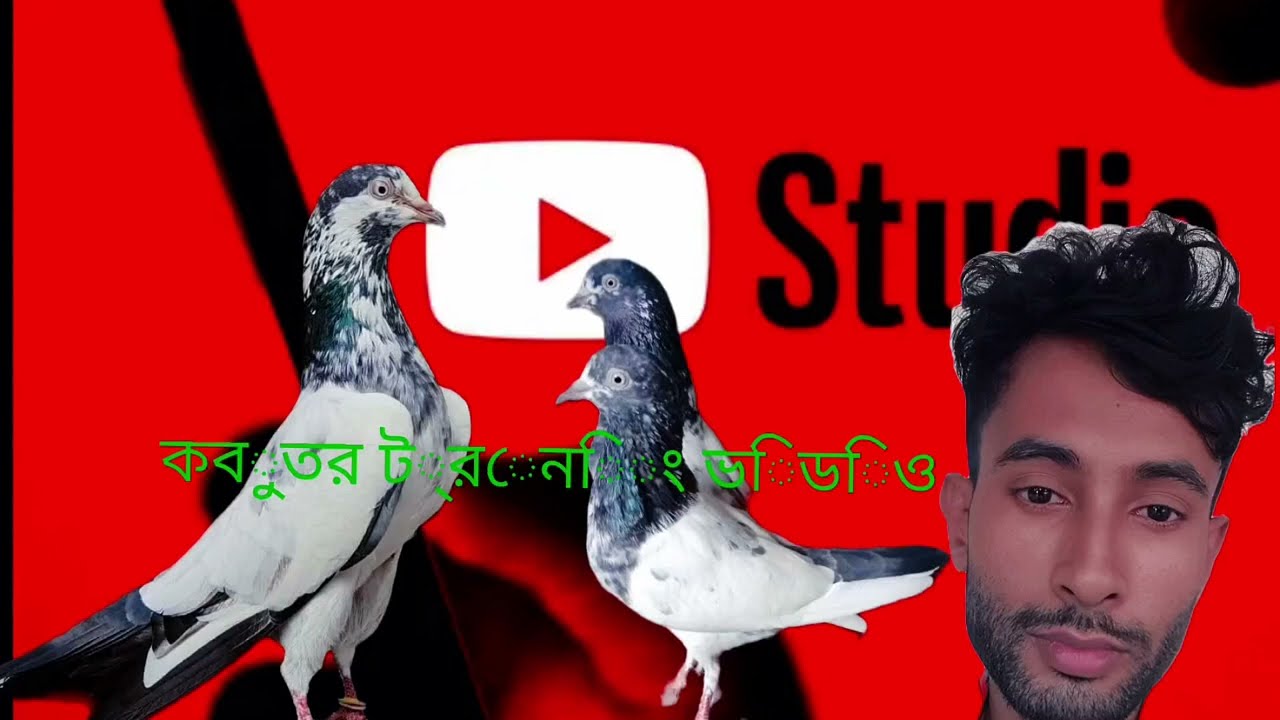 Kabootar training video#viral#training#for you