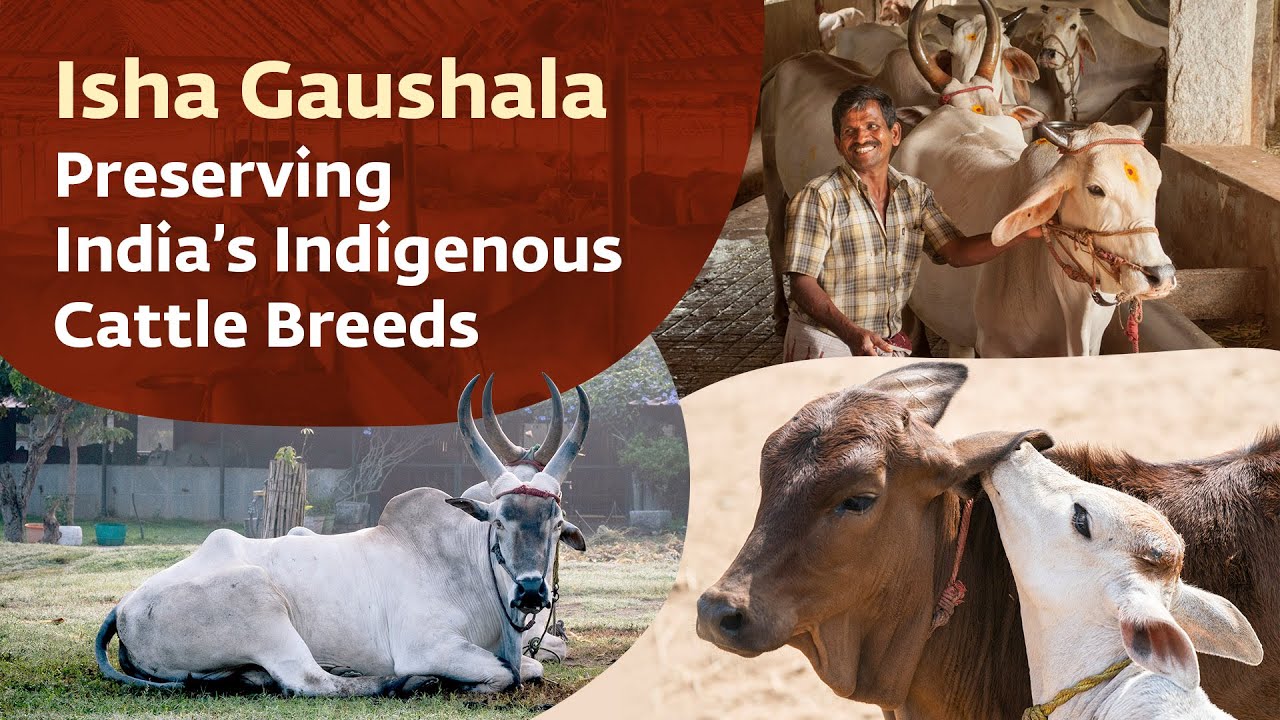Isha Gaushala &ndash; Preserving India&rsquo;s Indigenous Cattle Breeds