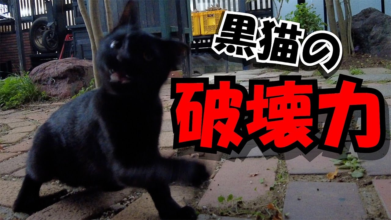 【野良猫】黒猫さんの魅力爆発！　#10