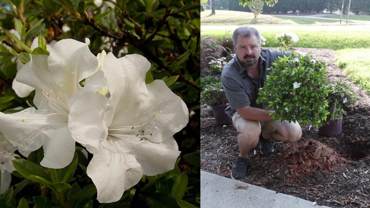 Planting Autumn Ivory™ Dwarf Encore® Azaleas - Clay Planting Azaleas