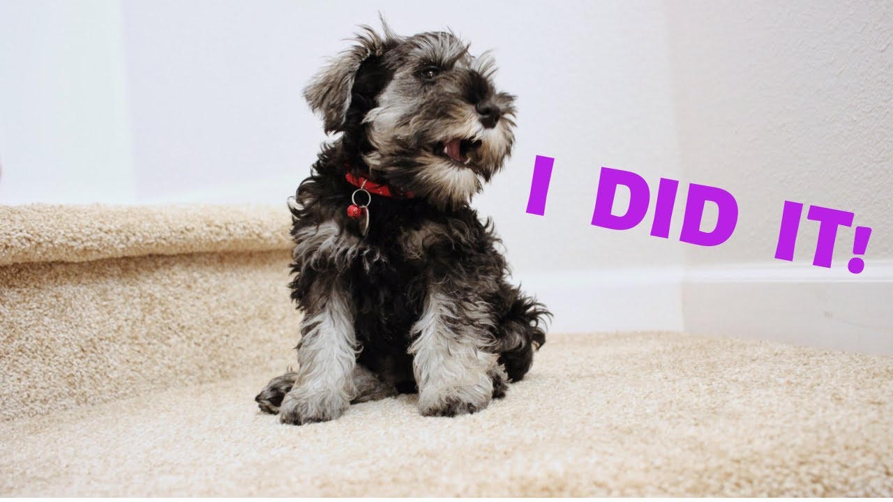 Miniature Schnauzer Puppy FINALLY Walks Downstairs