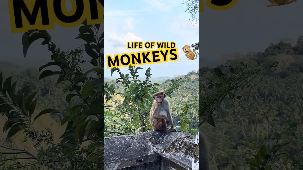 Monkey life in Sri Lanka Monkey song Funny Monkey Sound Mulkirigala Temple | Monkey Shorts