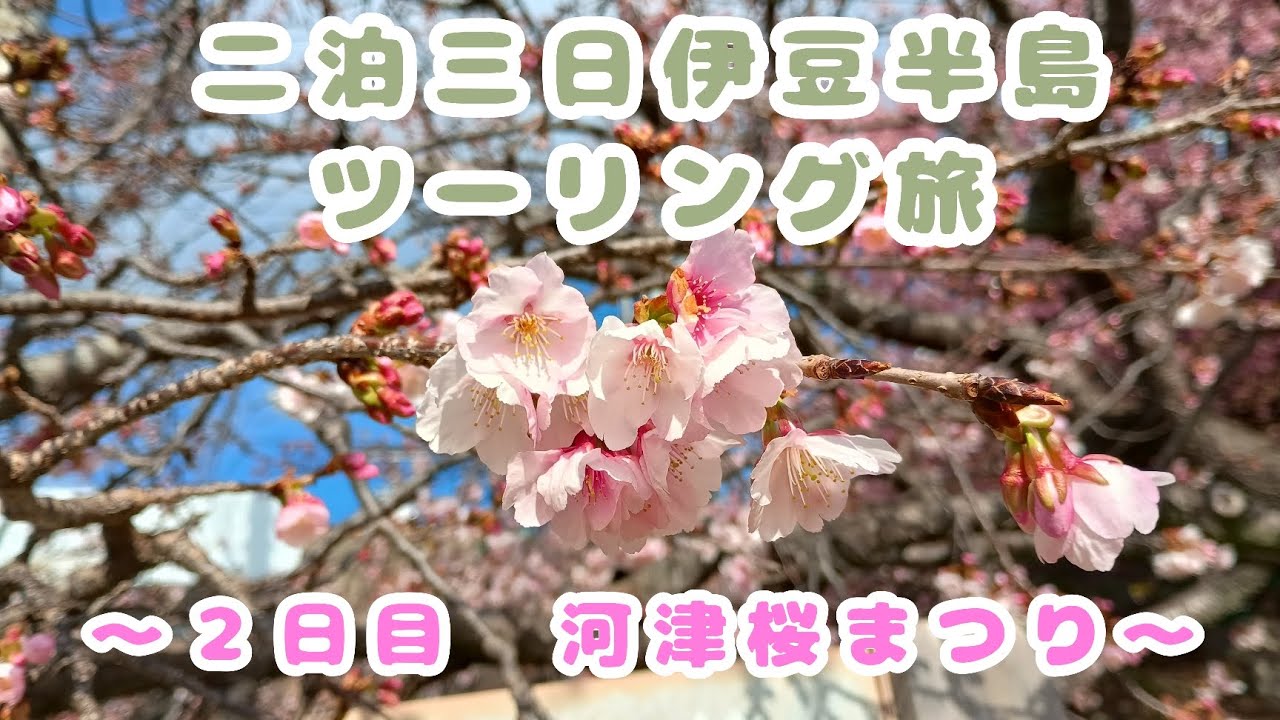 【ツーリング】満開の河津桜に包まれながら噴湯や足湯を満喫✨【２日目】