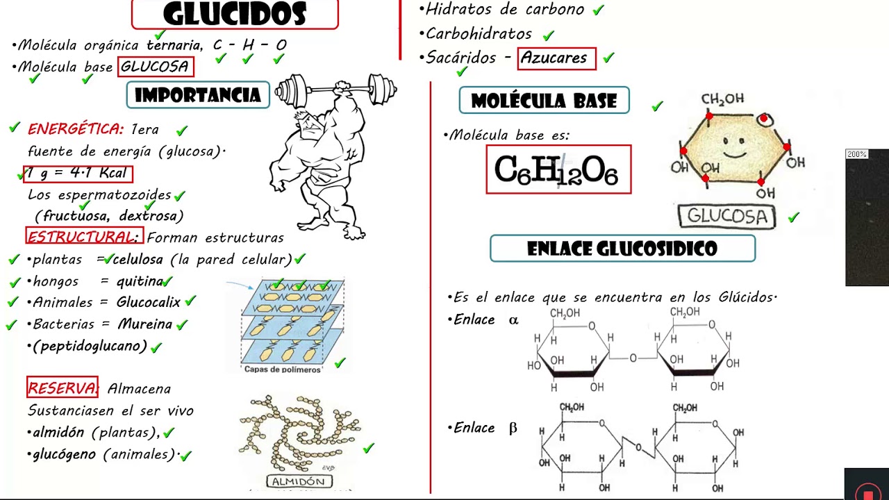 GLUCIDOS