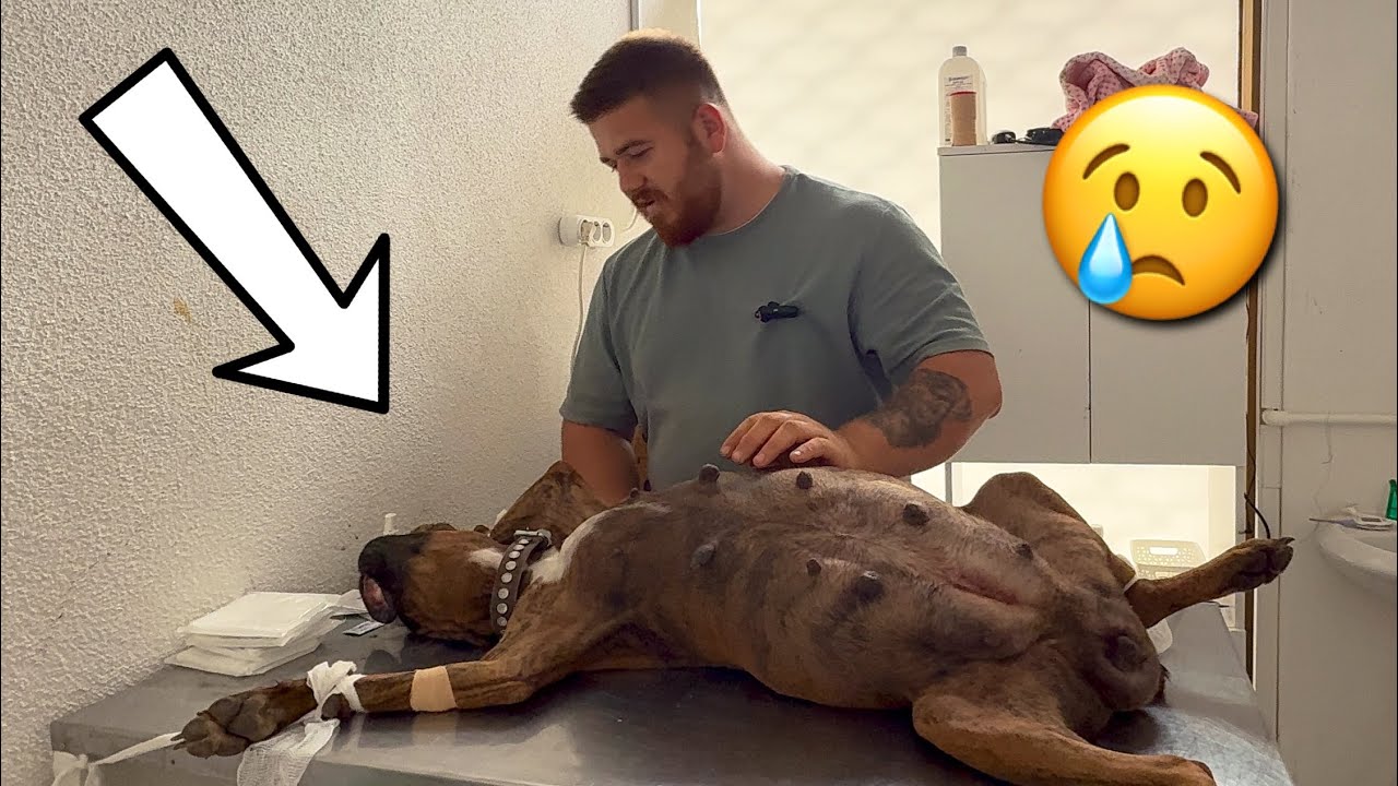 МЫ ПОТЕРЯЛИ БОКСЕРА ШИЛУ! 💔 Ее щенки остались без мамы! 😭
