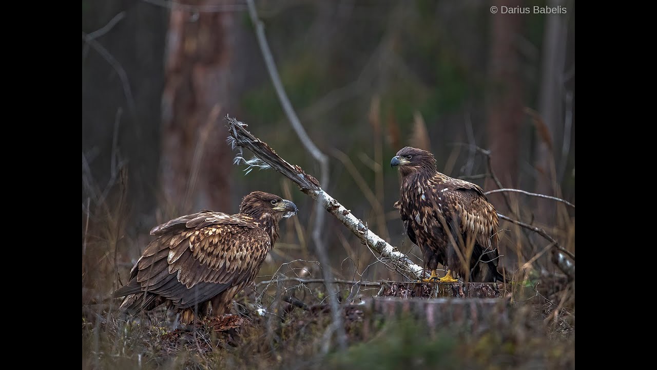 Jūrinis erelis (Haliaeetus albicilla)