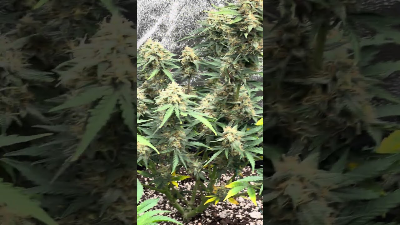 Autoflower grown in Gaia Green. Final countdown🍀💪CannabisCultivatorChronicles