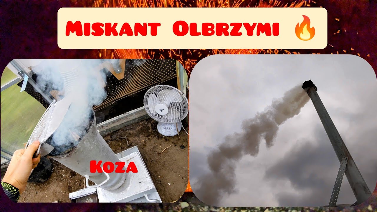 🔥 Jak się pali miskant olbrzymi roślina energetyczna. 🔥