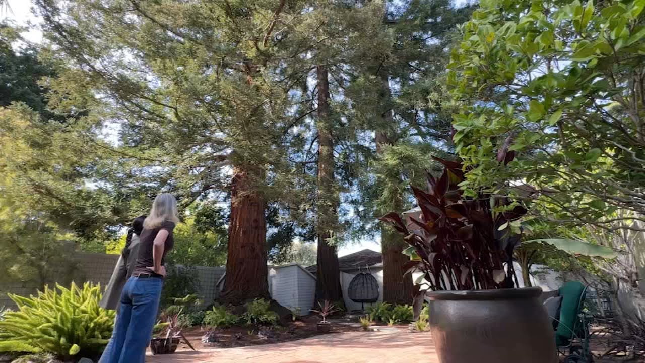 Menlo Park residents worried neighbor's ADU plans near massive redwood trees could pose safety risk