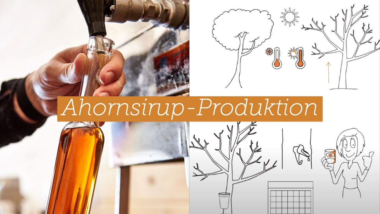 Von Ahornsaft zu Ahornsirup // Alles &uuml;ber die Produktion von Ahornsirup aus Kanada