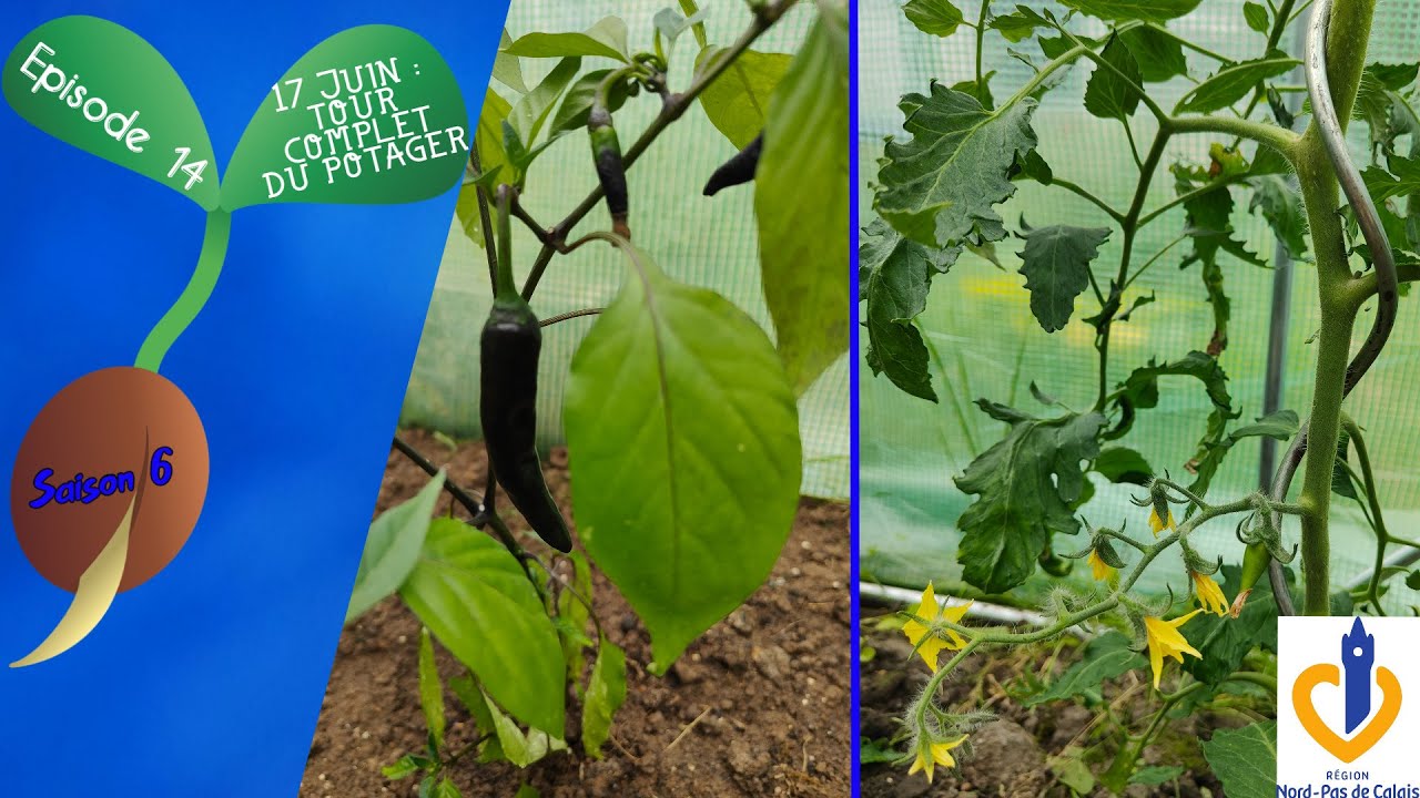 🫛S6 - Episode 14 : 17 Juin - tour complet du potager🥒