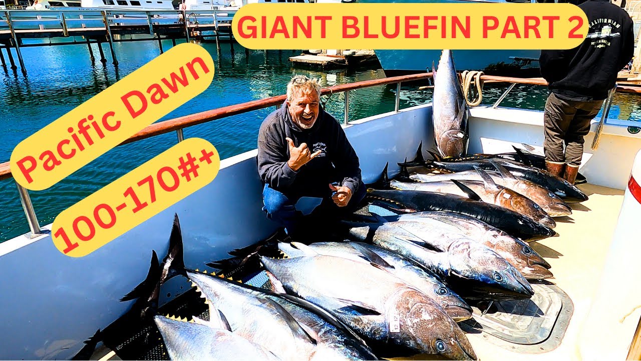 Early Spring Giant Bluefin Tuna Pacific Dawn Sportfishing San Diego Fishermans Landing Point Loma