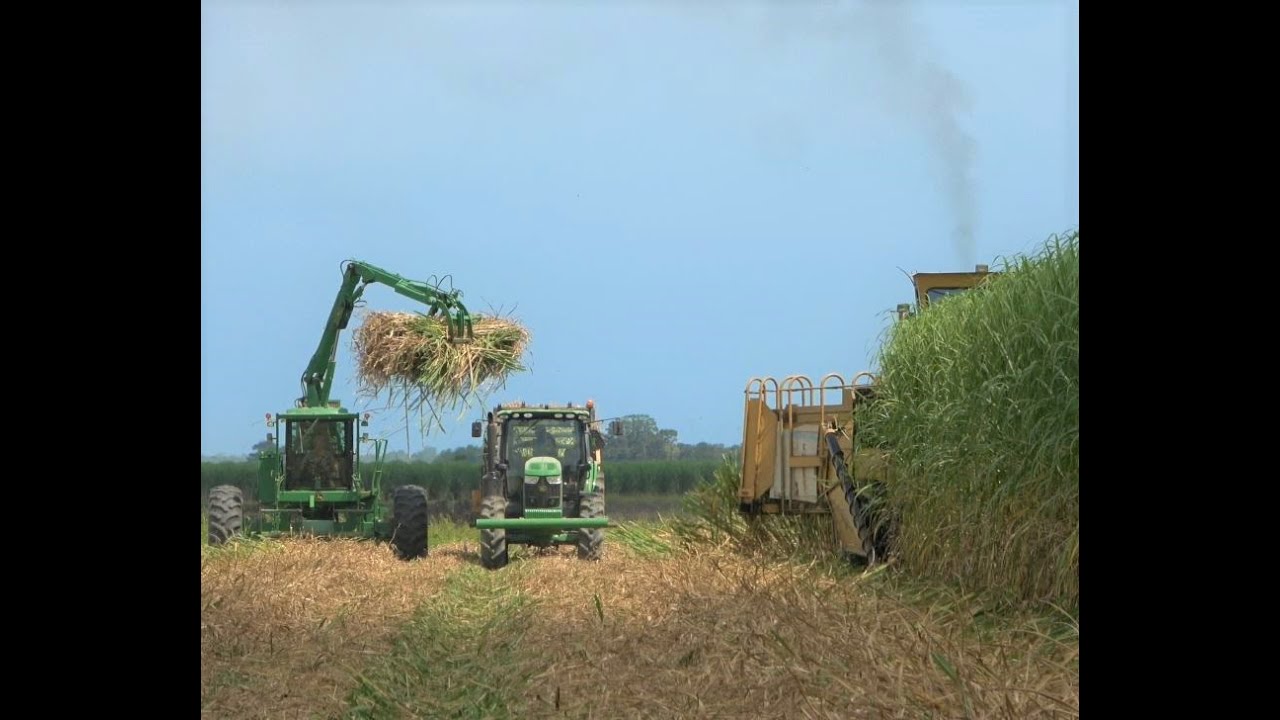 2020 Louisiana Sugar Cane Cutting and Planting 4K