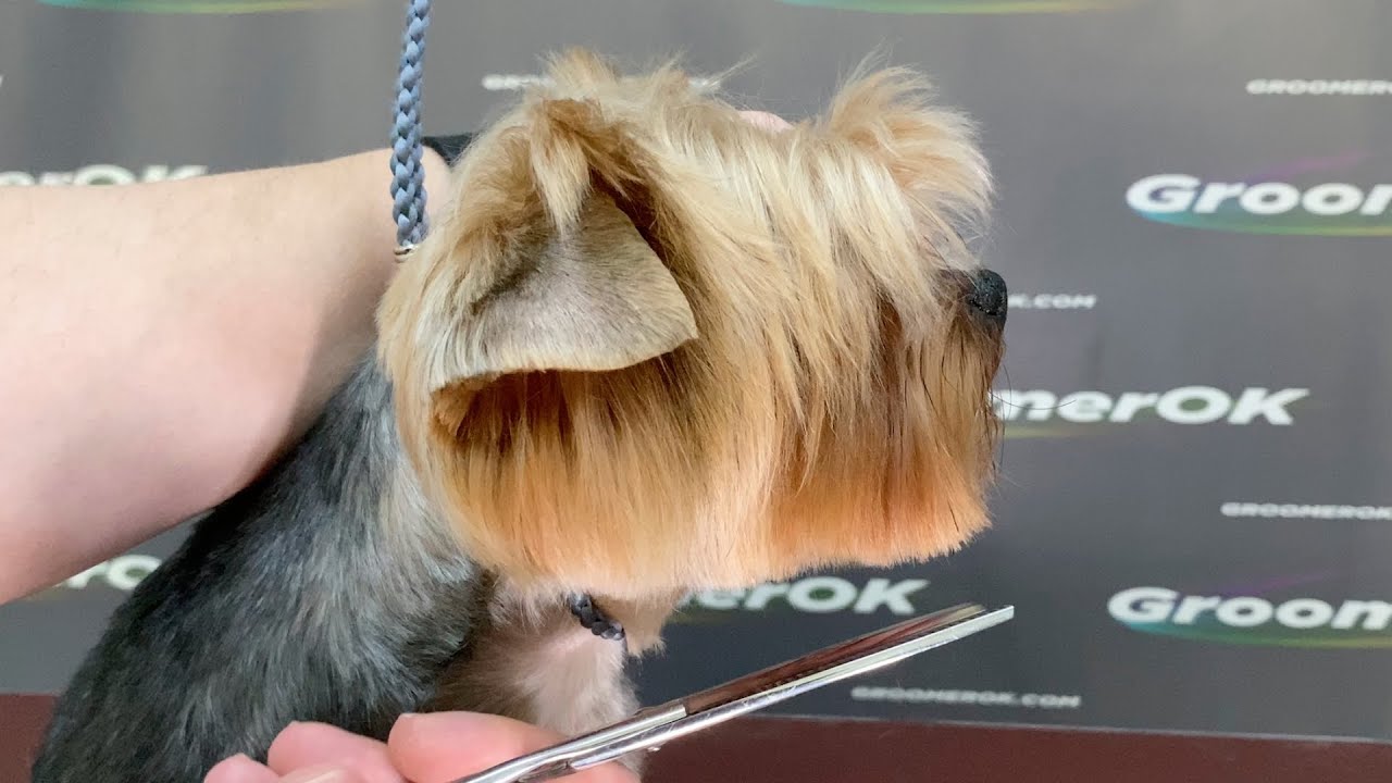 Yorkie Spa Day | Watch This Dog's Incredible Grooming Transformation!