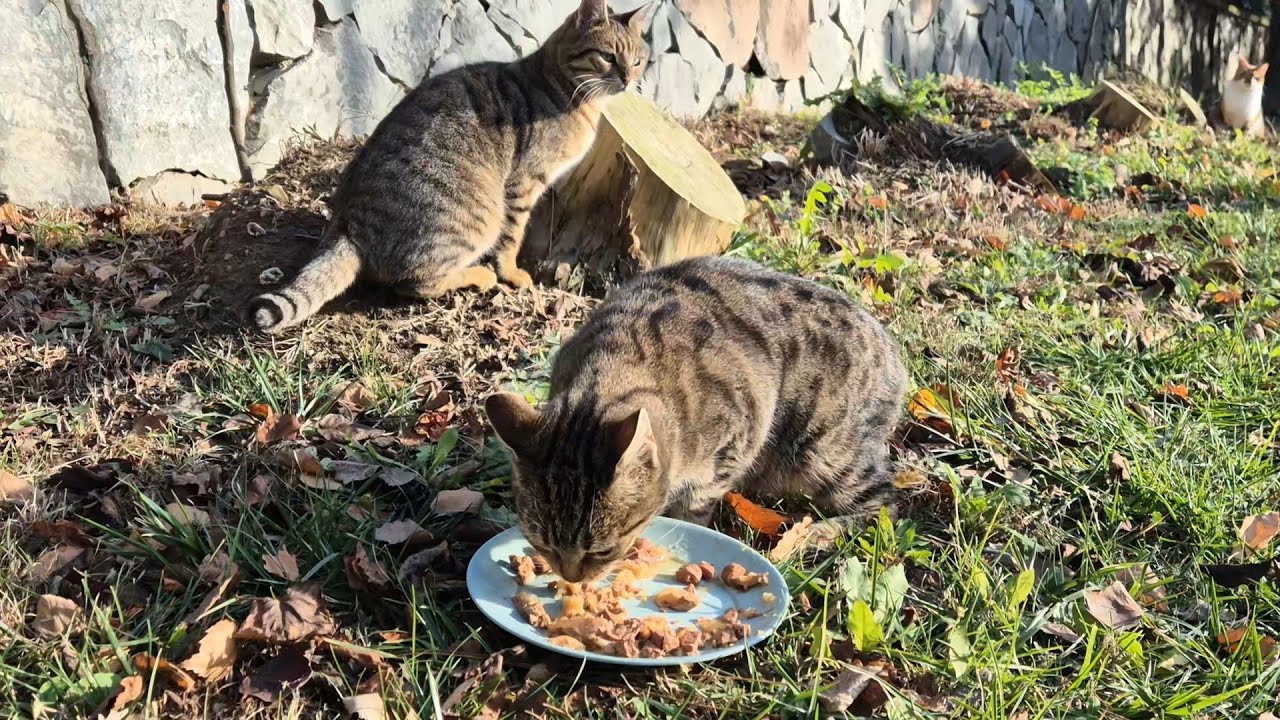 Why do the cats in this neighborhood avoid people?