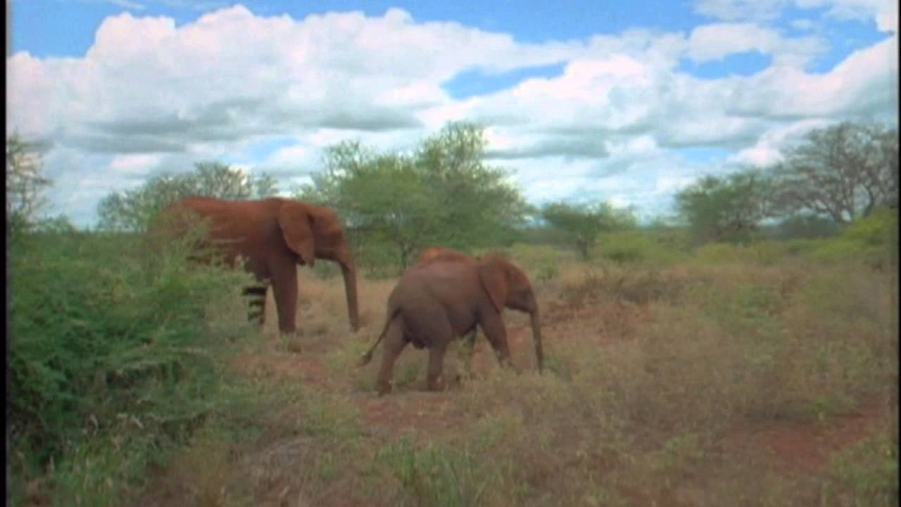 Elephant Orphans -- Wisdom of the Wild