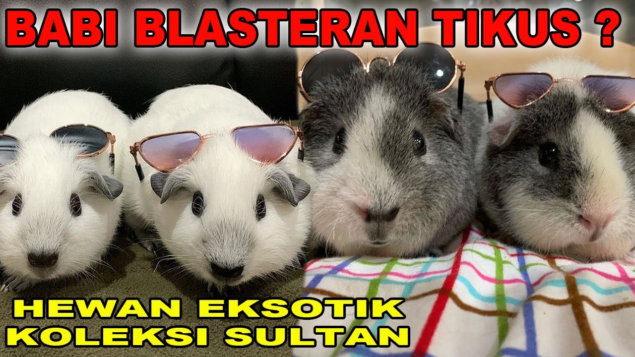 BABI BLASTERAN TIKUS DARI AMERIKA SELATAN - GUINEA PIG