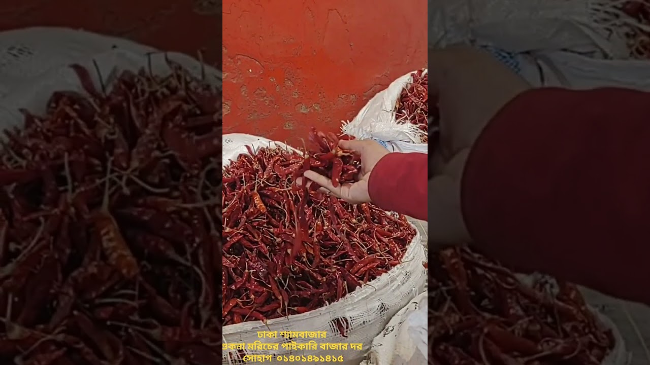 আজকে শুকনা মরিচের পাইকারি বাজার দর ঢাকা শ্যামবাজার  