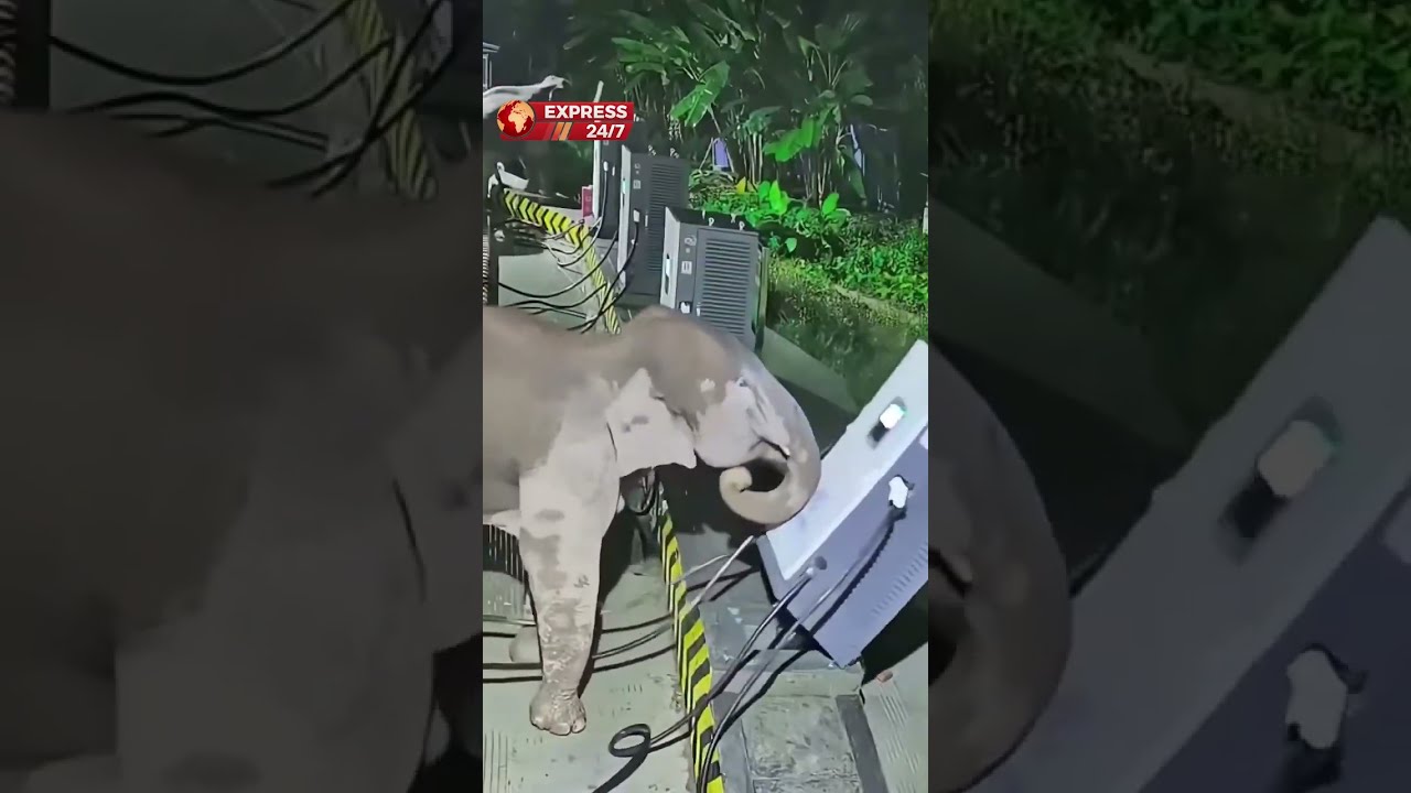 Don&rsquo;t Mess With an Elephant Mom! 🐘🔥 #viral #viralvideo #shorts #shortsfeed #elephant #express247