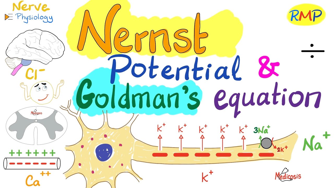 Nernst Potential and Goldman's Equation - Nerve Physiology - Physiology Series