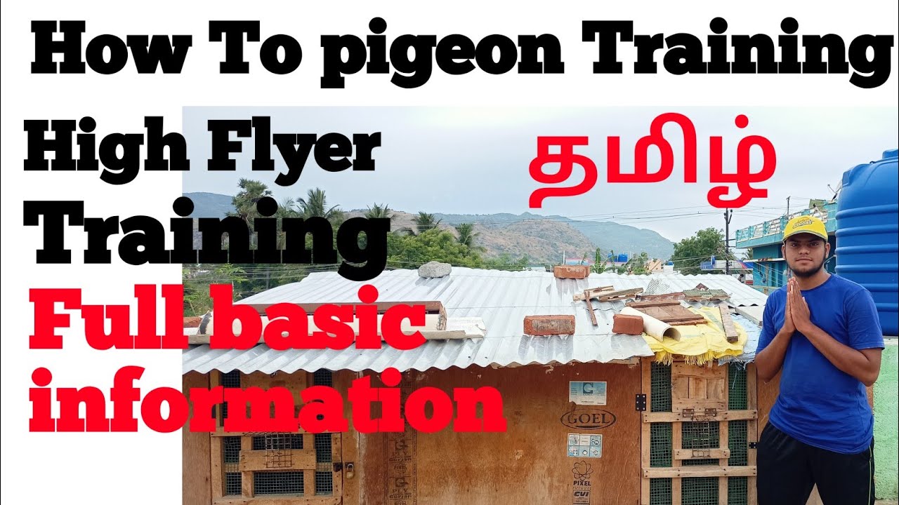 How to pigeon training in Tamil|High Flyer Training|புறாவை தயார் செய்தது எப்படி||புறா வளர்ப்பு