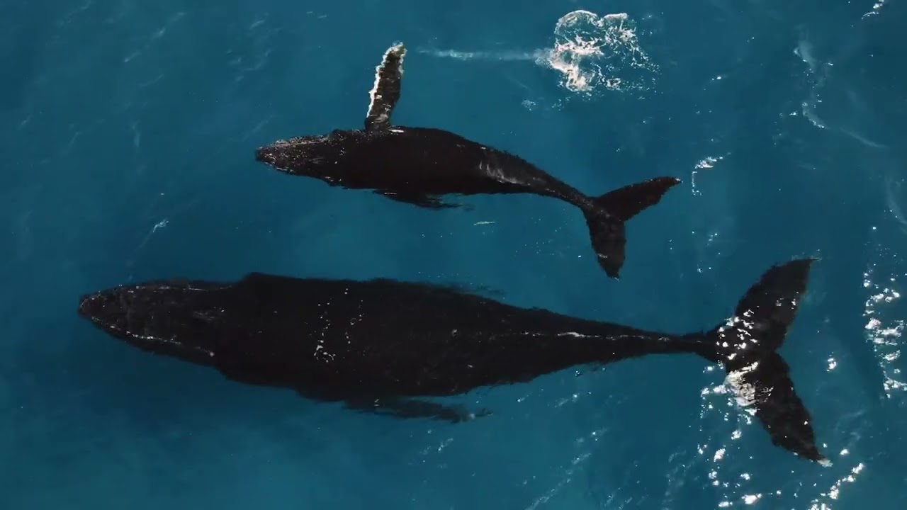 Balina Dansı ve Balina İlahisi: Kambur Balinalar ve İspermeçet Balinalarının Büyüleyici Dünyası! 🐋🌊