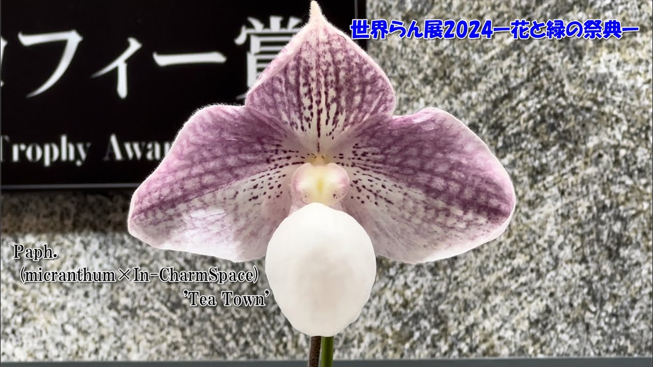 【世界らん展入賞花】日本大賞も見れる！世界らん展2024じっくり見たい優秀花 後編