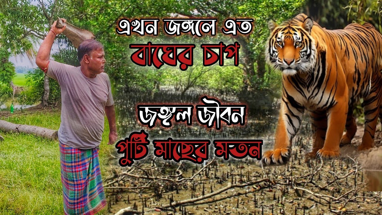 এখন জঙ্গলে এত বাঘের চাপ, জঙ্গল জীবন পুটি মাছের মতন | Sundarban | adventure | fishing | tiger attack