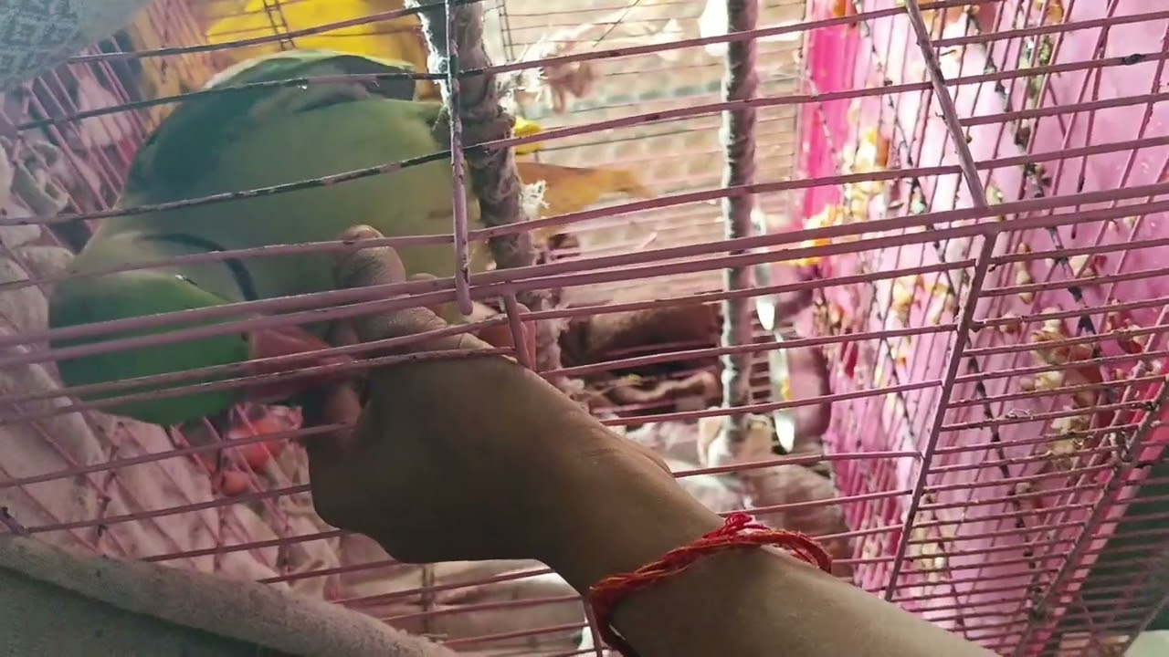Masti with parrot 🦜🥰💕