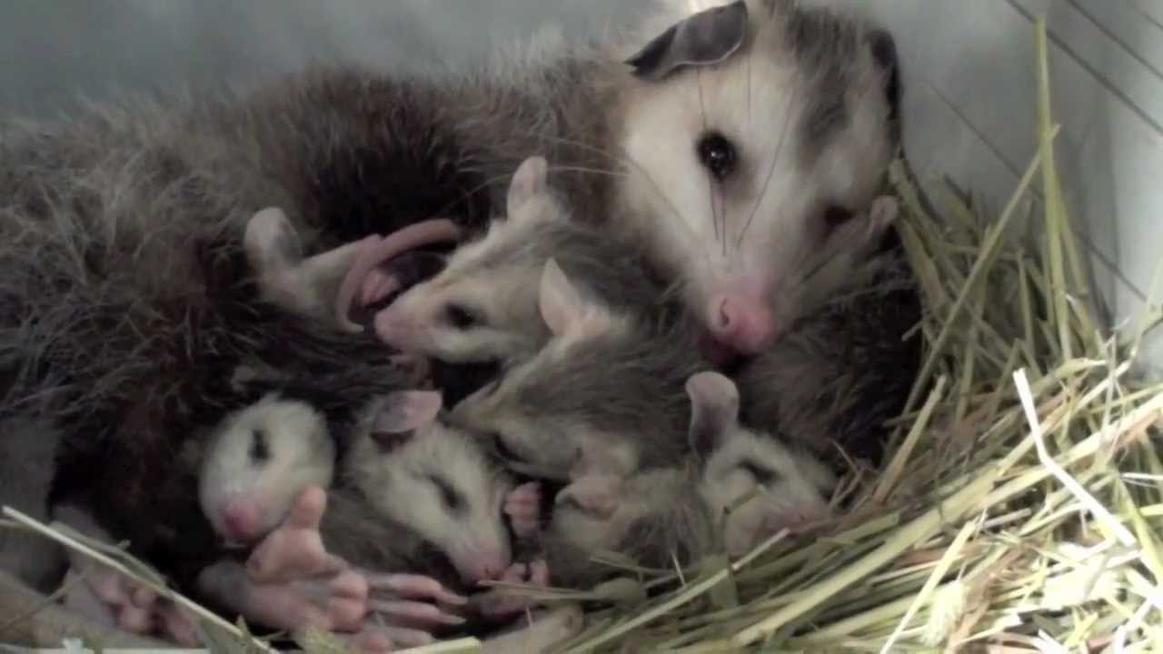 Opossum Love?
