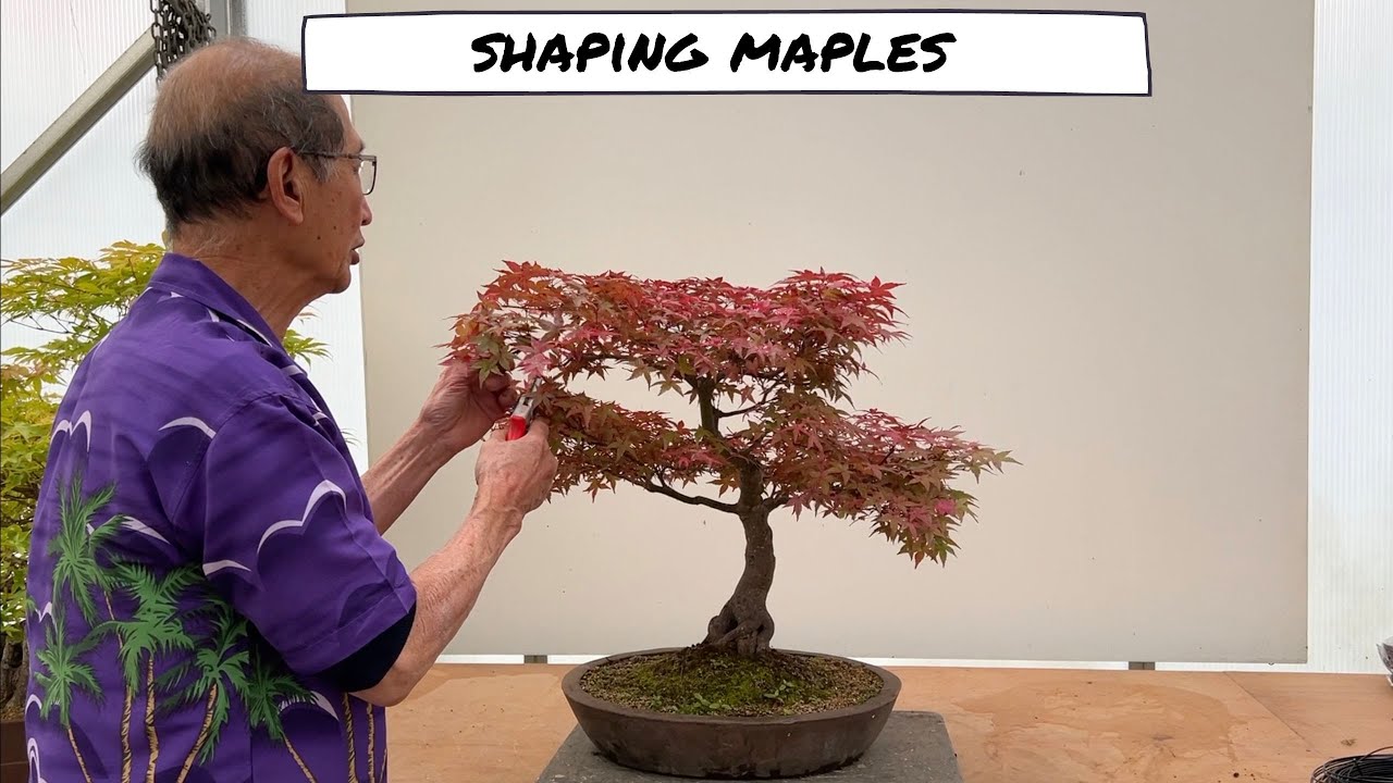Shaping Maples