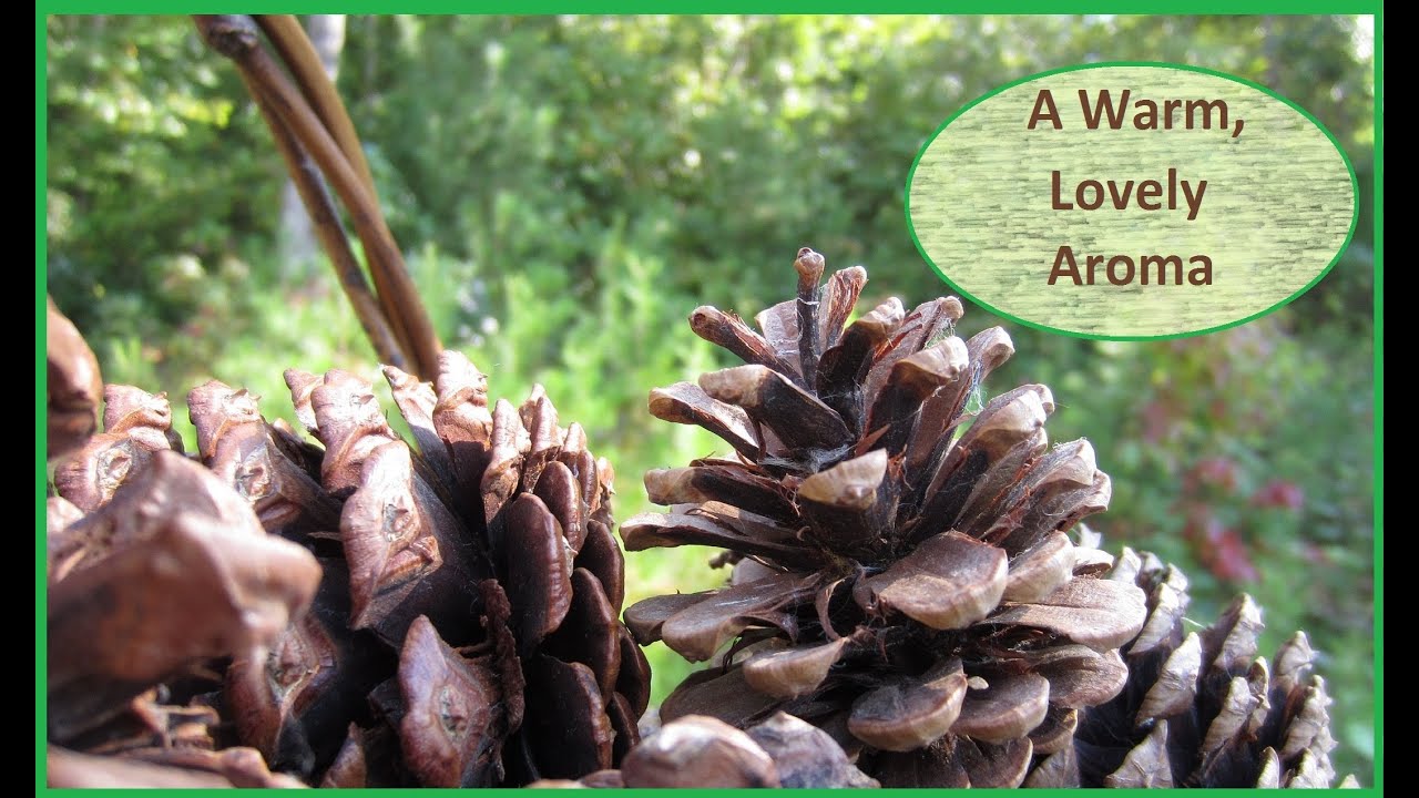 How To Make Scented Pine Cones