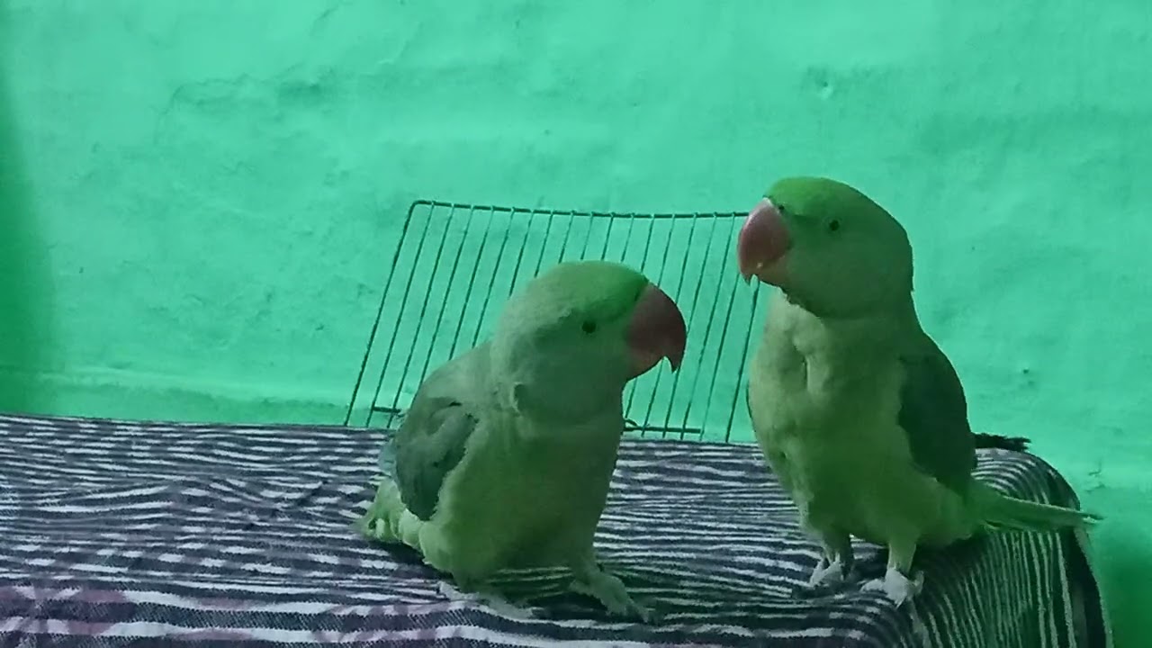 #parrot #parrot #parrot #talkingparot #parrotparrot #viral #birds #long #video 