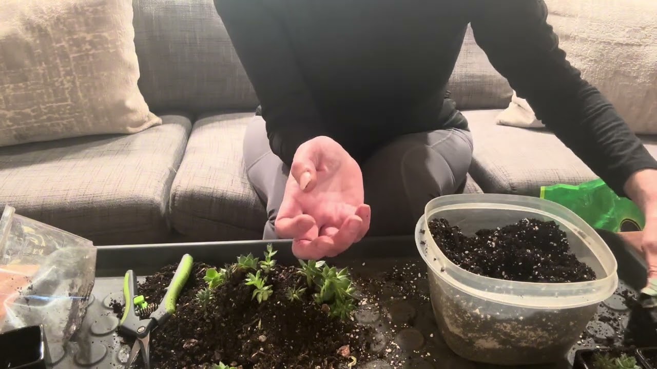 Echeveria… fast spreading succulent plant