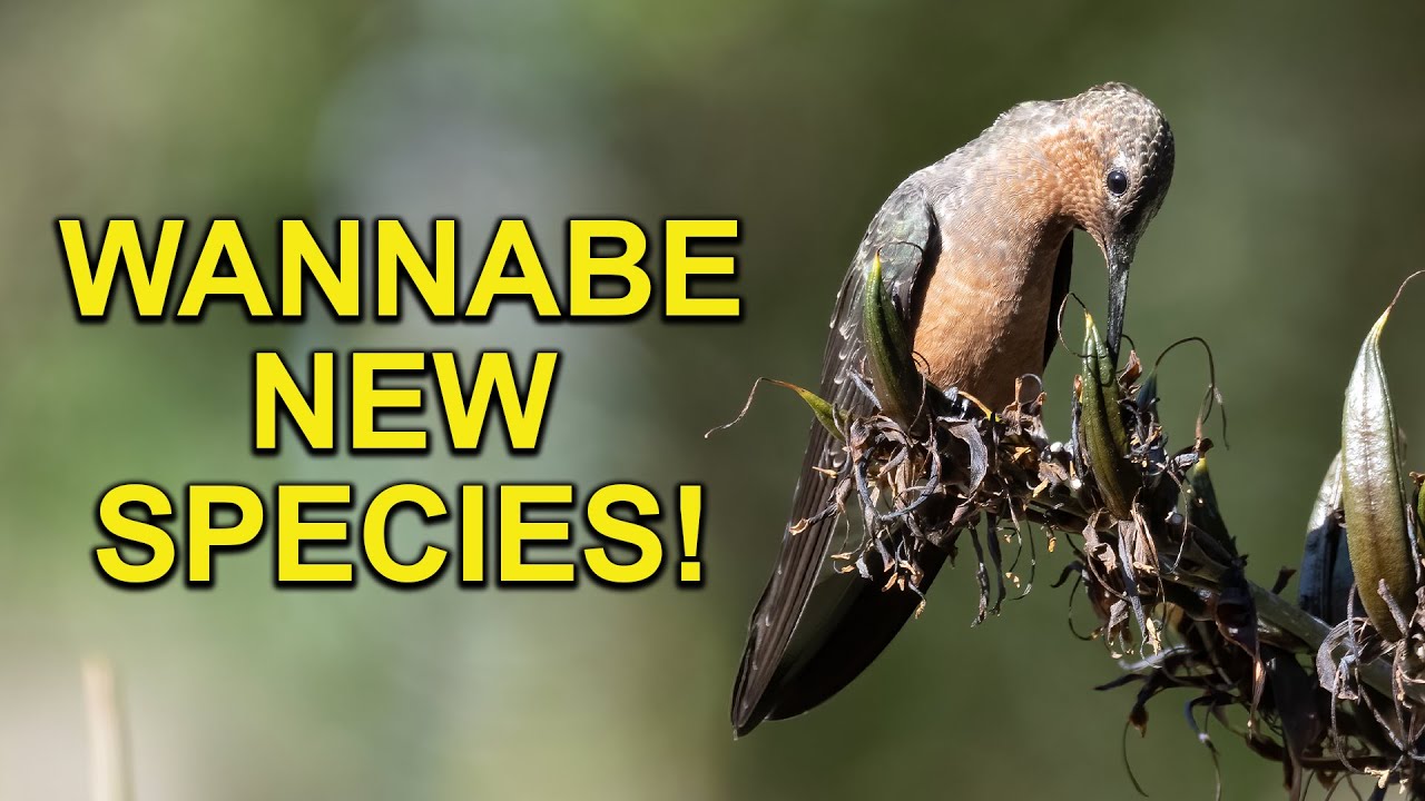 The GIANT HUMMINGBIRD May Be Split Into Two Separate Species
