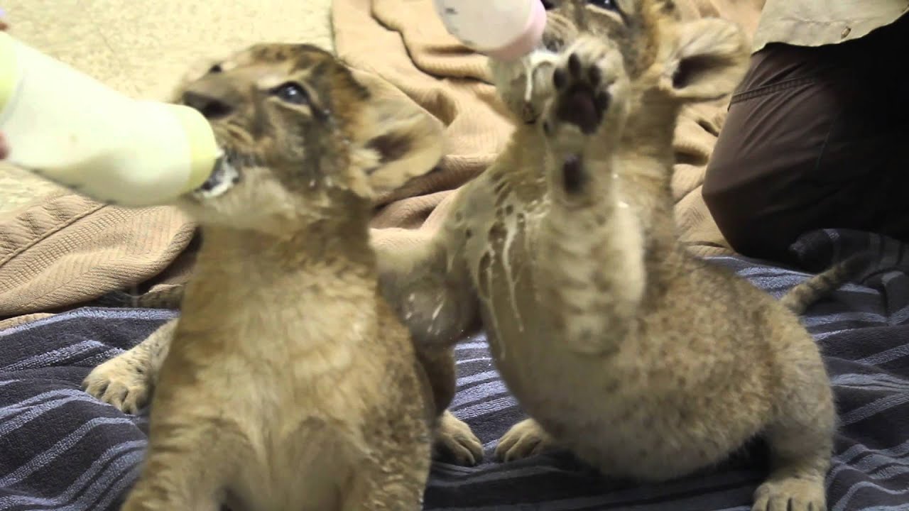 Lion Cub Fun