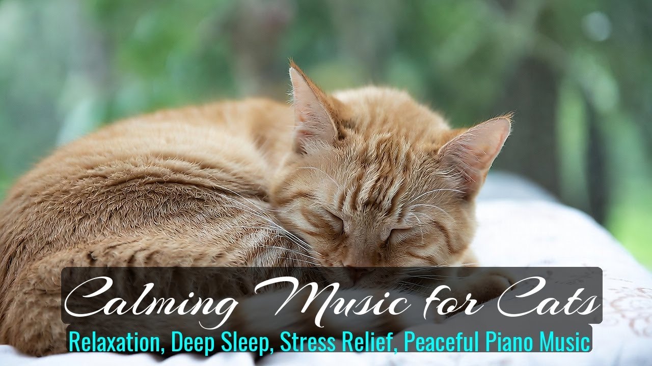LIVE 🐾 Slow Chill Music for Cat Sleep 🐱 | Season 30